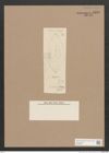 Navicula sp. (de-Toni-Nr.: Genus 1) Zeichnungen Sammlung Grunow Nr. 1330 (NHMW-BOT-W0368260)